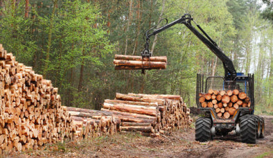 Trump to Increase Logging!  And to Take Water from Endangered Species