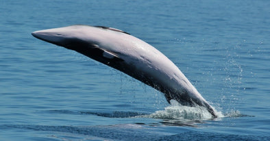Japan  Announces Plans to Kill Whales