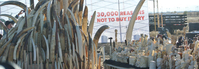 Reasons not to buy ivory