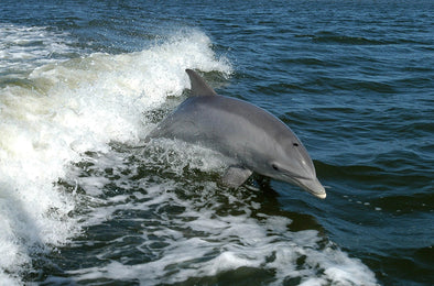 Hake and Sea Bass Fishing Nets Kill 1100 Dolphins off France