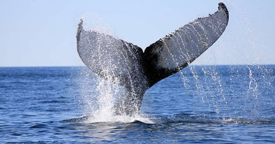 Japan Says It Will Resume Whaling