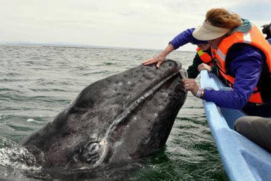 Divers Rescue Whale and She Rewards Them with Nudges and Gentle Pushs
