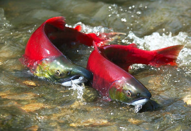 Saving the Salmon with Lynn Canal Conservation