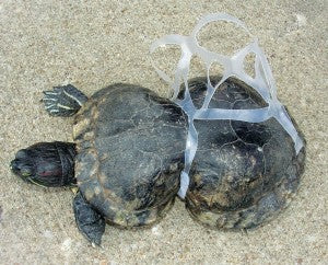 Plastics Kill Baby Sea Turtles