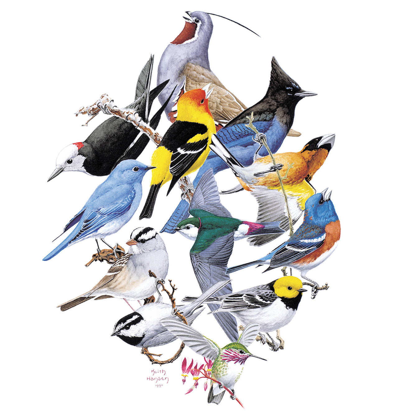 Sierra Birds