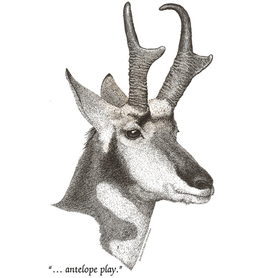 Pronghorn