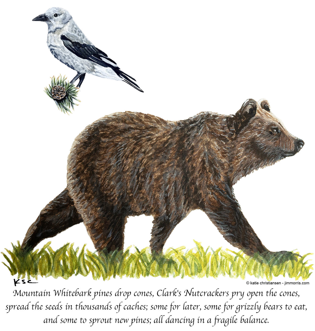 Nutcracker and Grizzly