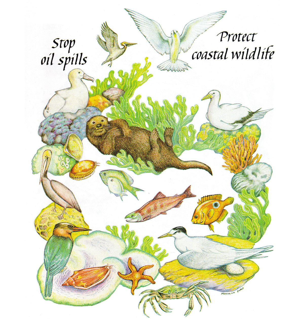 Coastal Wildlife