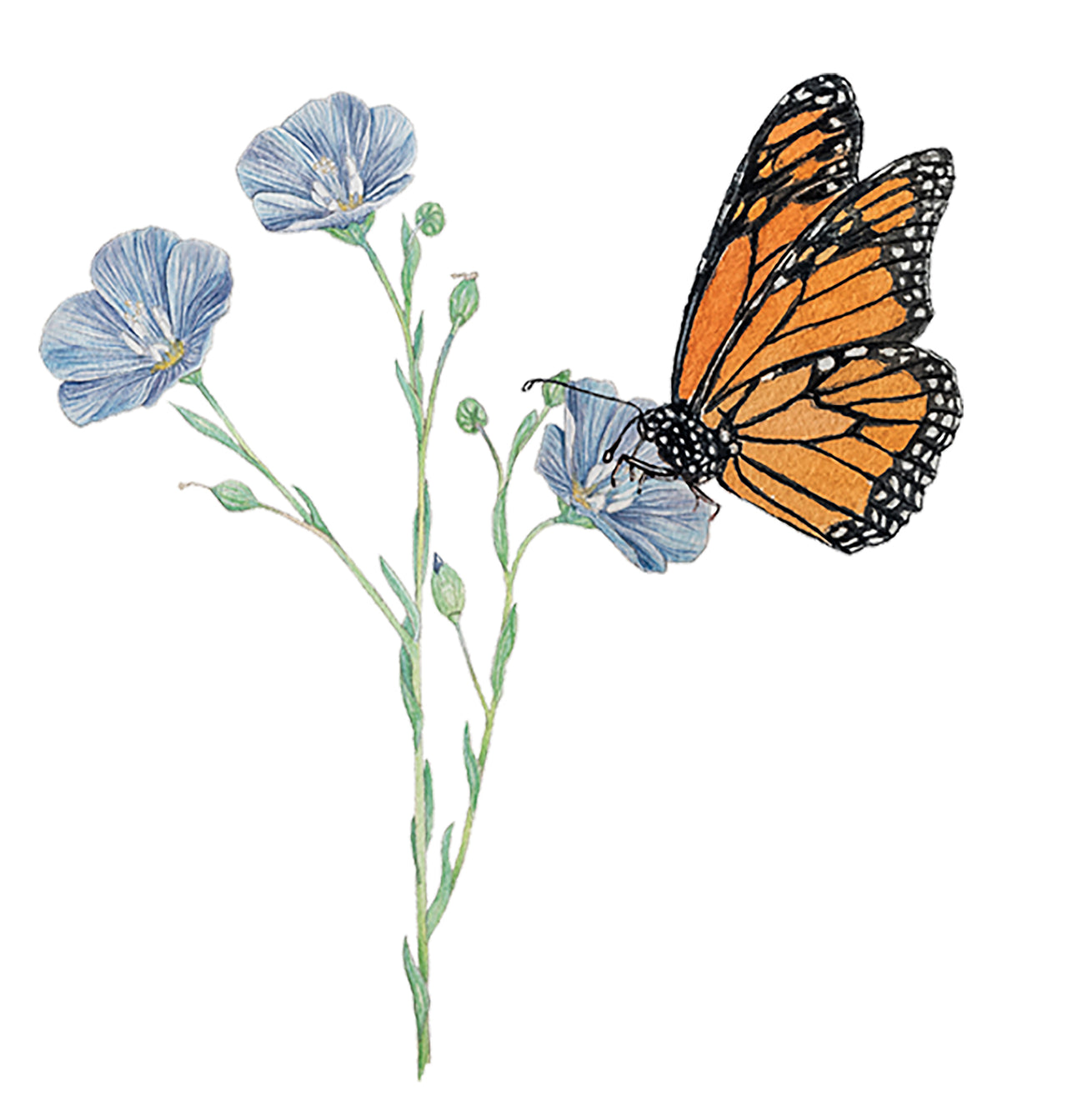 Monarch and Flax