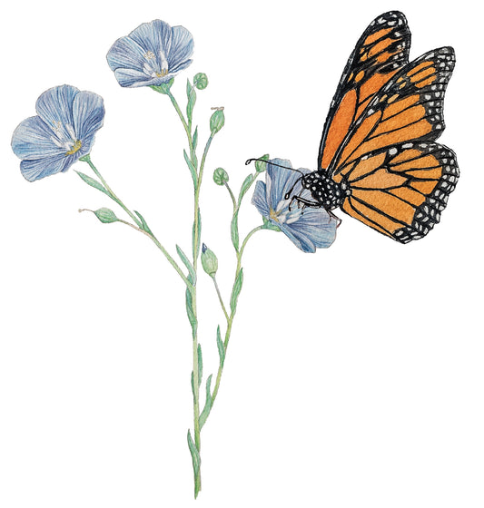 Monarch and Flax