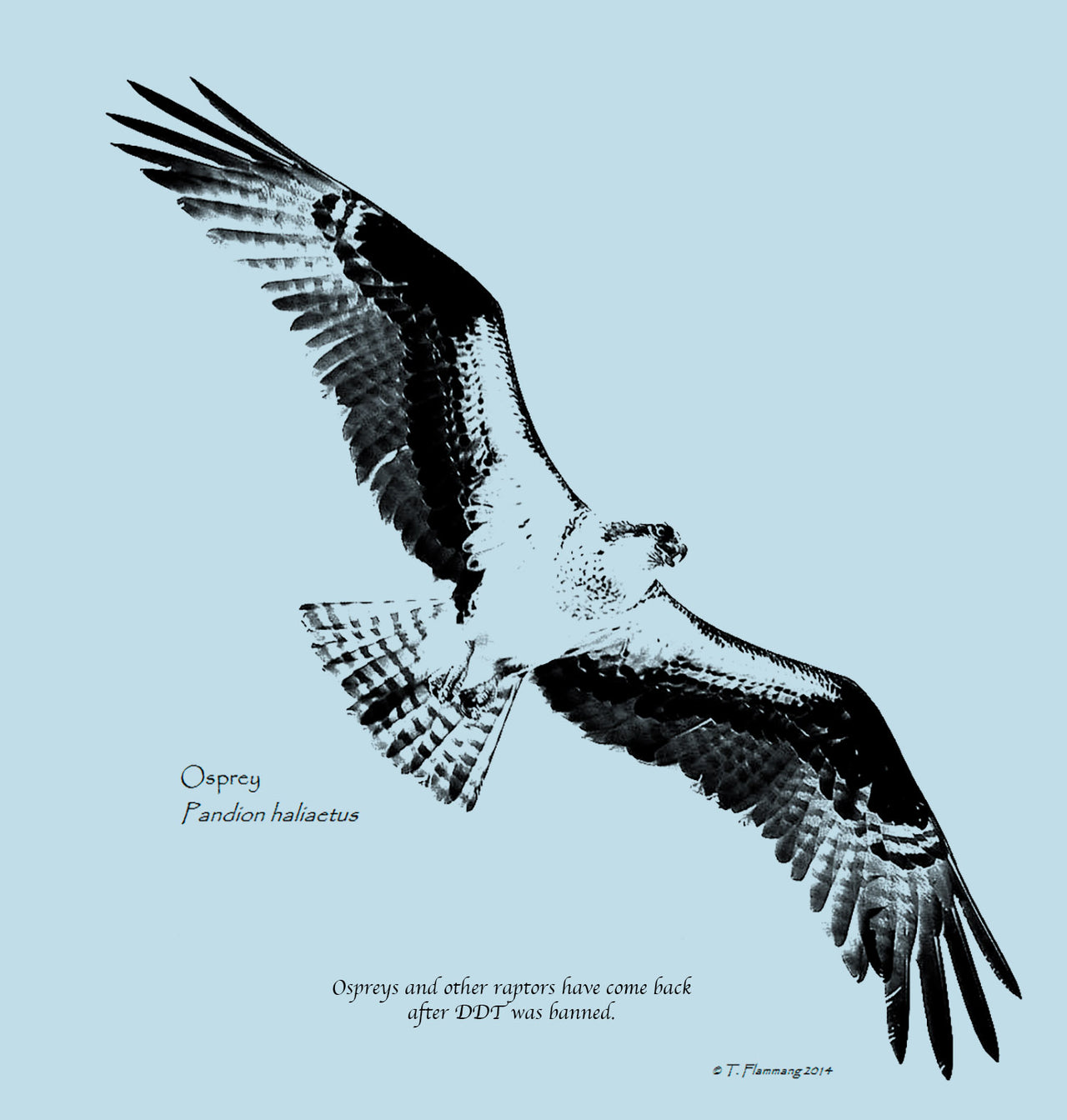 Soaring Osprey