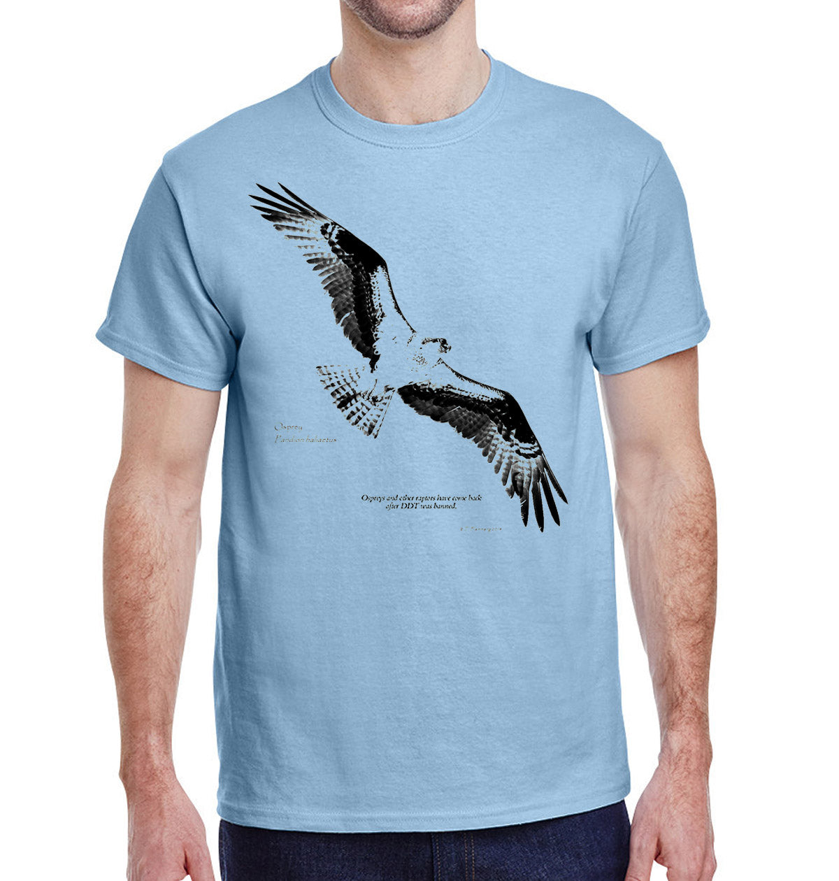 Soaring Osprey