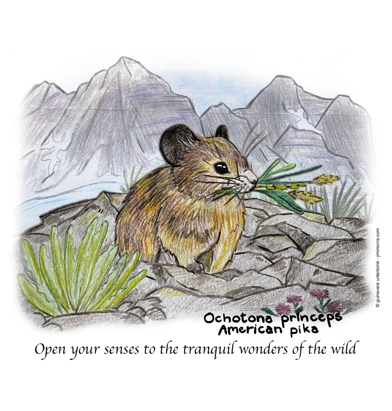 Illustration of an American pika in a mountainous landscape with text about the wild.