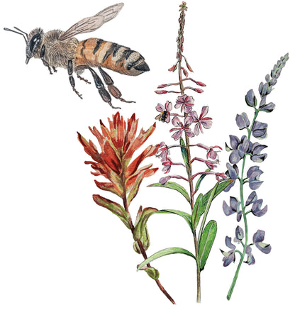 Pollinator