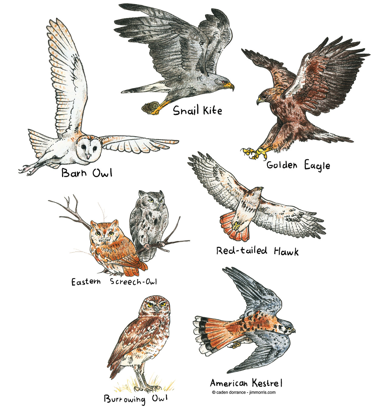 Raptors