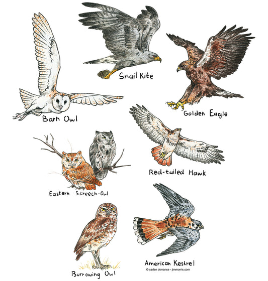 Birds of Prey
