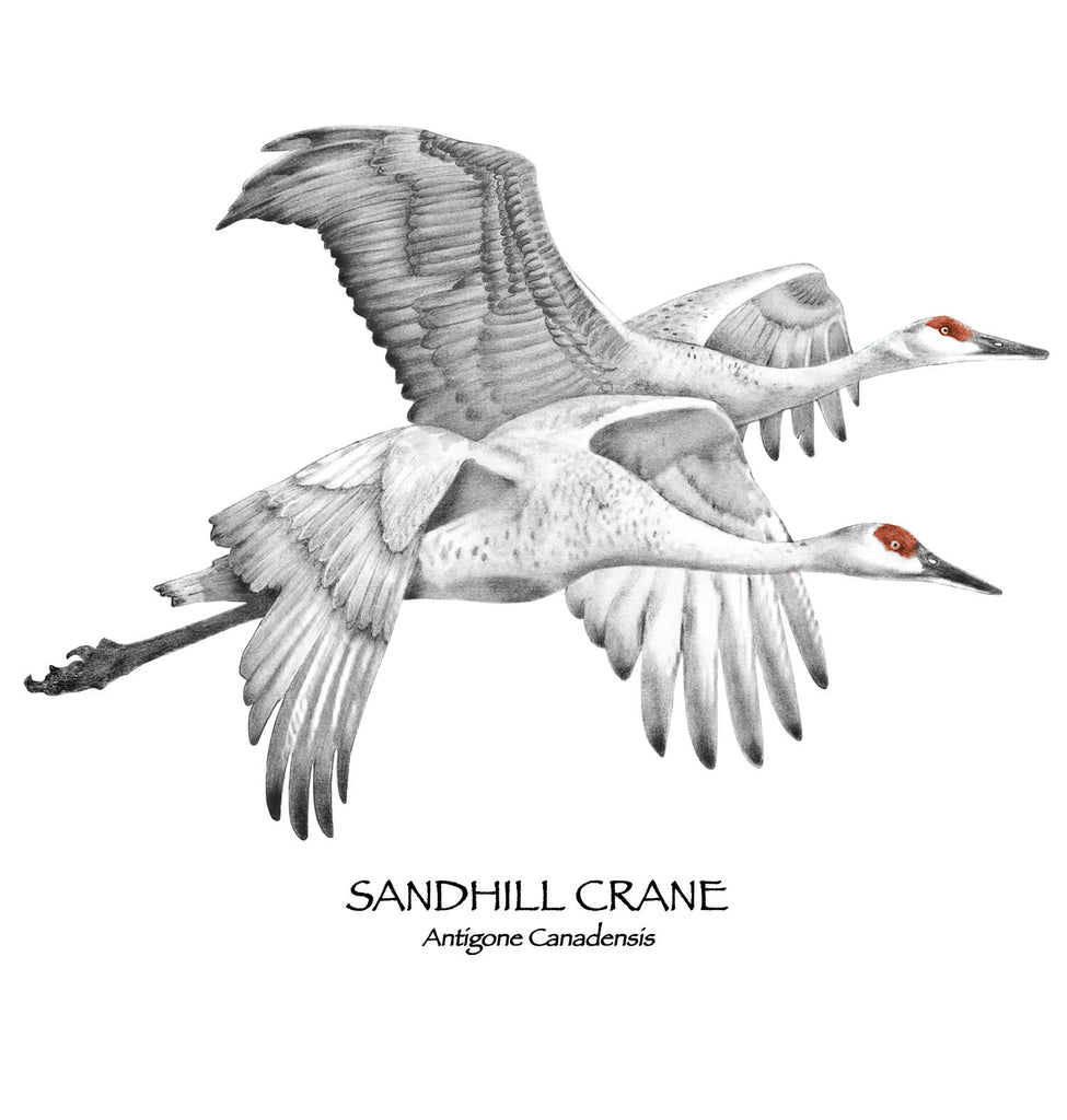 Sandhill Crane Tracks Jim Morris Environmental T Shirt Co sandhill-crane-tracks-jim-morris-environmental-t-shirt-co