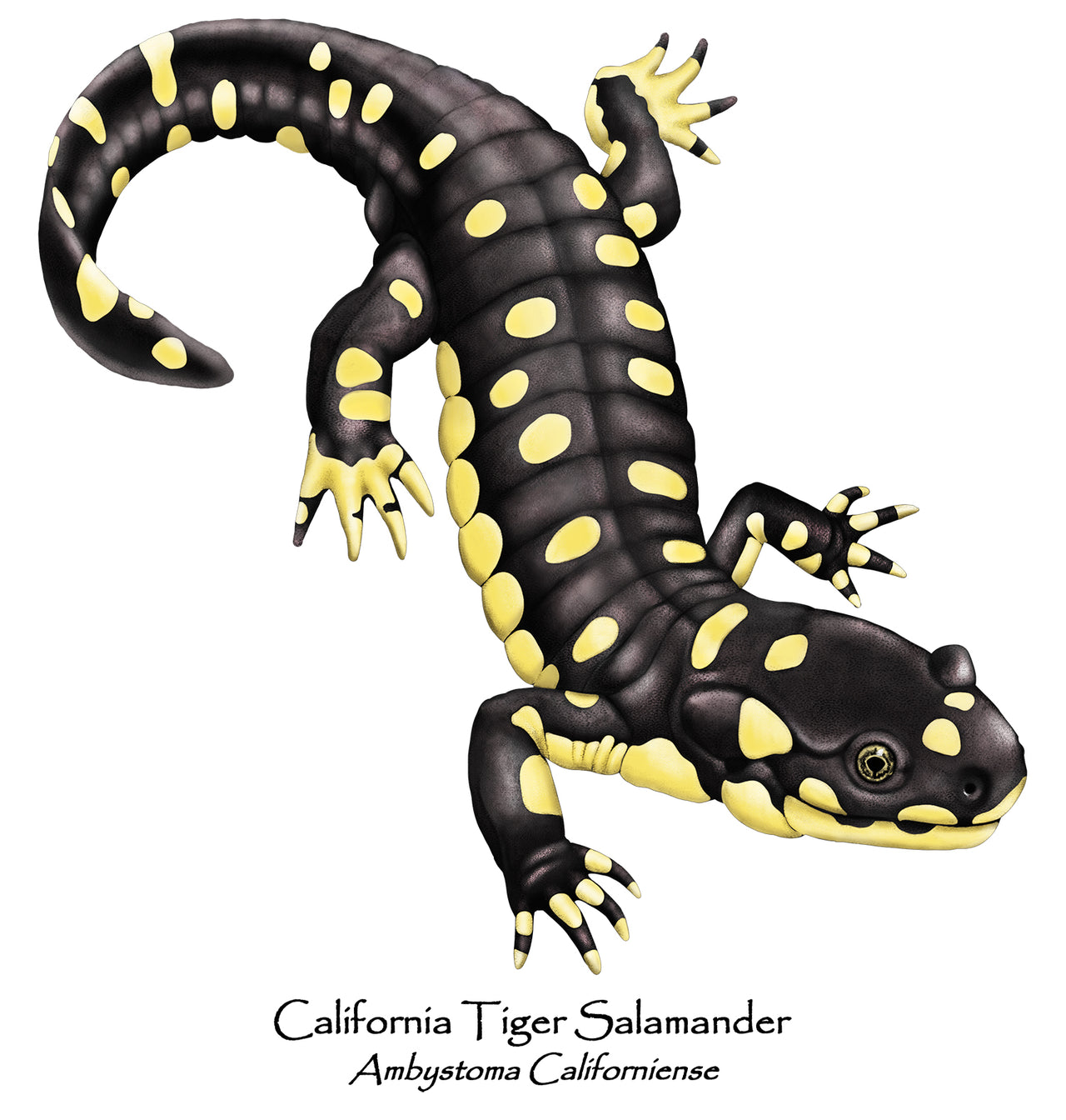 Tiger Salamander - Center for Biological Diversity Collaboration