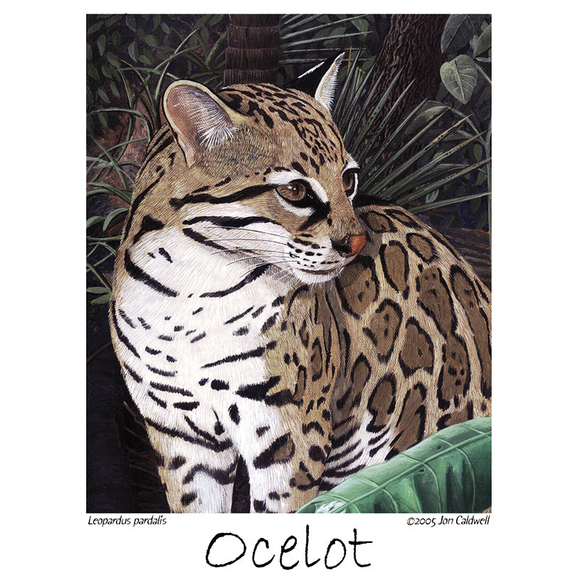Ocelot tee cheap