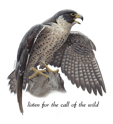 Peregrine Falcon