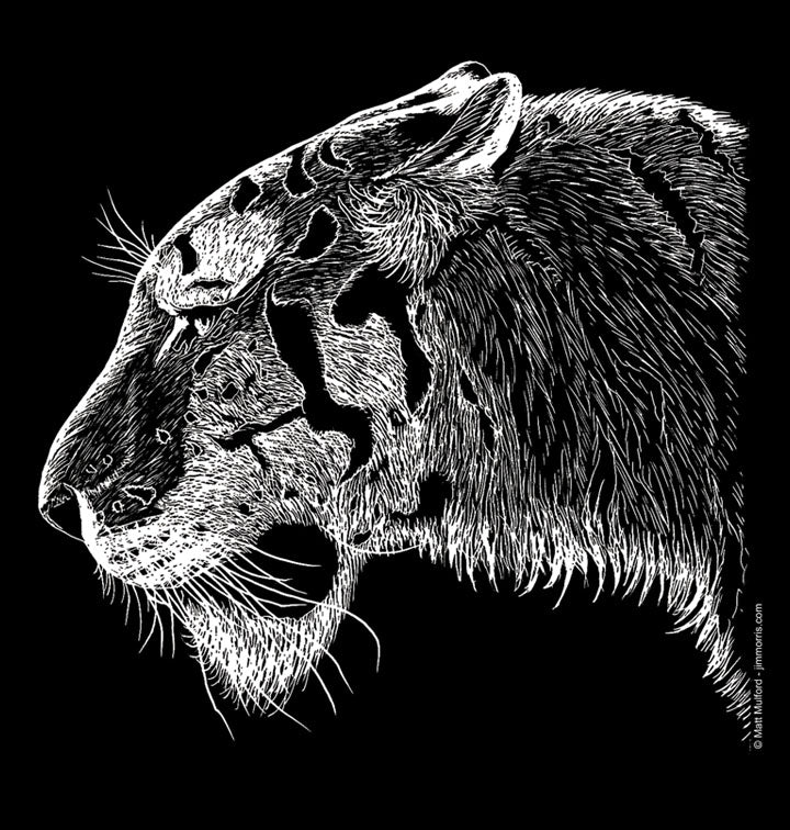 White Tiger by Matt Mulford